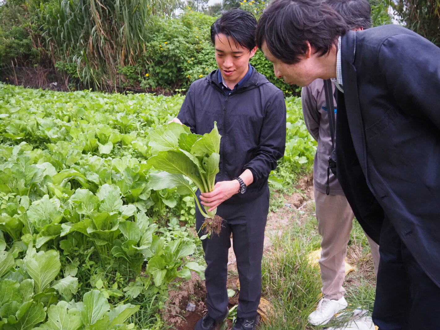 安定した気候で生産・収穫 “日本の野菜をインドネシアでつくる”という発想~農場ルポ | FrozenFoodPress